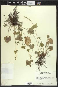 Mitella diphylla image