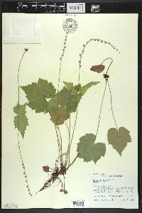 Mitella diphylla image