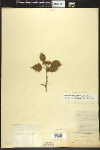 Crataegus macrosperma var. roanensis image