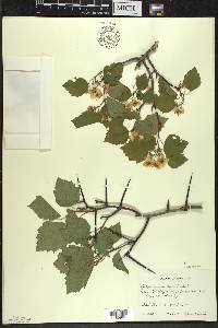 Crataegus pruinosa image