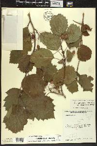 Crataegus holmesiana image