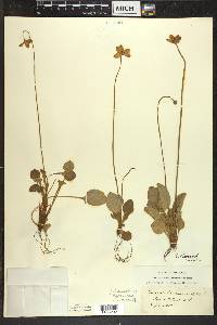 Parnassia glauca image