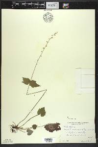 Mitella diphylla image