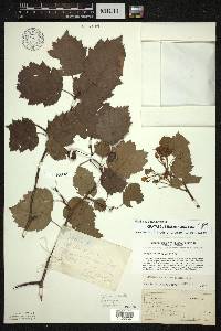 Crataegus holmesiana image