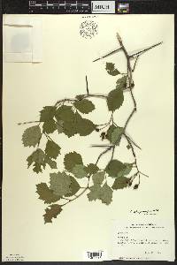 Crataegus chrysocarpa image