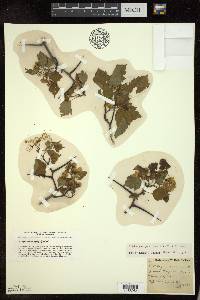 Crataegus pruinosa image