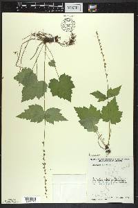 Mitella diphylla image