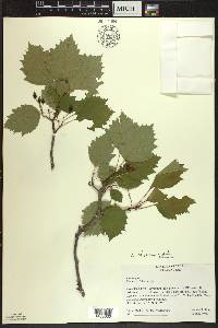 Crataegus chrysocarpa image