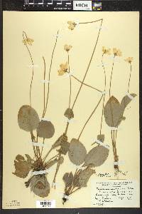 Parnassia glauca image