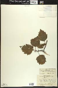 Crataegus macrosperma var. roanensis image