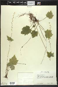 Mitella diphylla image