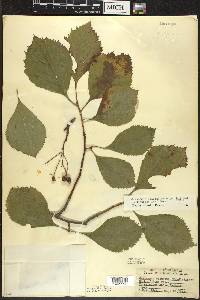 Crataegus calpodendron image