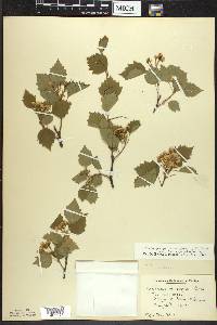 Crataegus pruinosa image