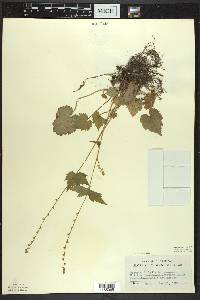 Mitella diphylla image