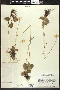 Parnassia glauca image