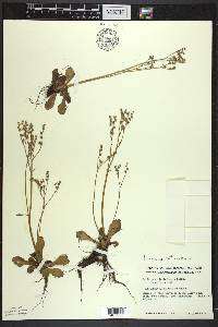 Micranthes virginiensis image