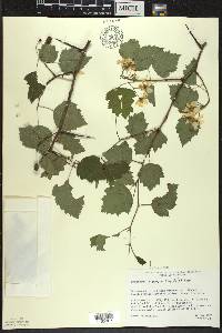 Crataegus pruinosa image