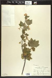 Ribes americanum image