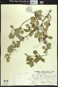 Crataegus margarettae image