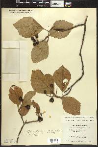 Crataegus calpodendron image