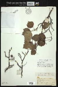 Crataegus pruinosa image