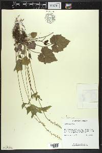 Mitella diphylla image