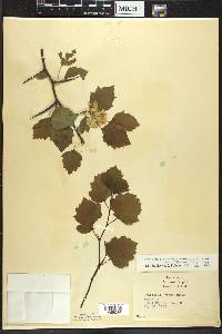 Crataegus pruinosa image