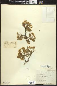 Crataegus punctata image