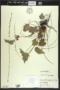 Mitella diphylla image