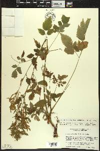 Aruncus dioicus image