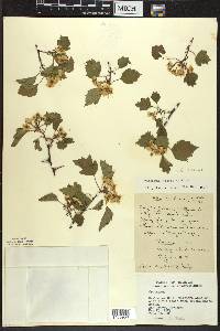 Crataegus pruinosa image