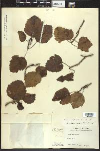 Crataegus mollis image