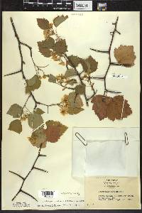 Crataegus pruinosa image