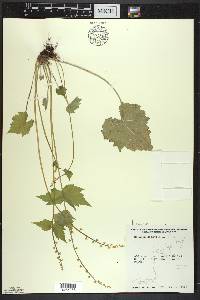 Mitella diphylla image