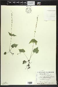 Mitella diphylla image