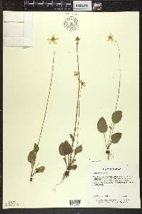 Parnassia glauca image