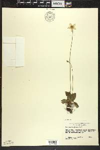 Parnassia glauca image