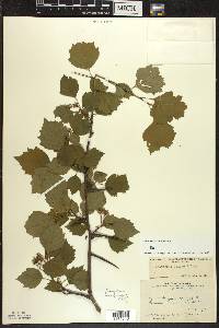 Crataegus coleae image