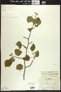 Crataegus pruinosa var. dissona image