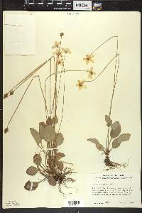 Parnassia glauca image