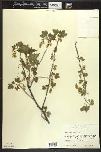 Ribes americanum image