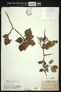 Crataegus mollis image