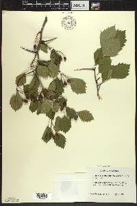 Crataegus chrysocarpa image