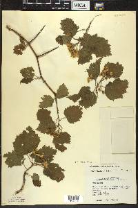 Crataegus coccinea image