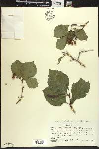 Crataegus calpodendron image