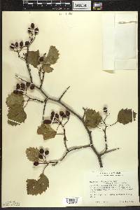 Crataegus chrysocarpa image