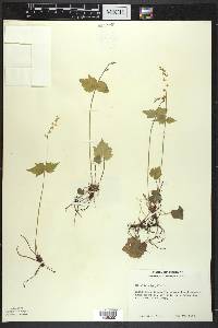 Mitella diphylla image