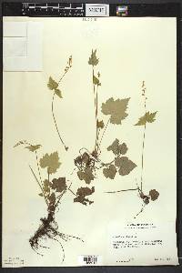 Mitella diphylla image