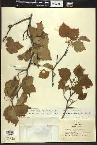 Crataegus pruinosa image