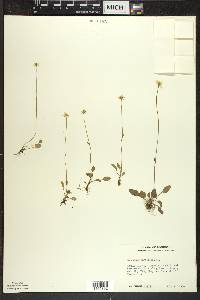 Parnassia palustris image